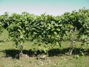Lessons From The Bible Found on The Farm: The Vine